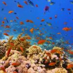 Great Barrier Reef: A Vital, Breathtaking Ecosystem