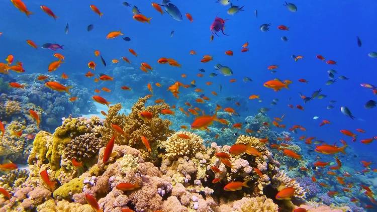 Great Barrier Reef: A Vital, Breathtaking Ecosystem